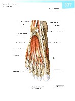 Sobotta  Atlas of Human Anatomy  Trunk, Viscera,Lower Limb Volume2 2006, page 344